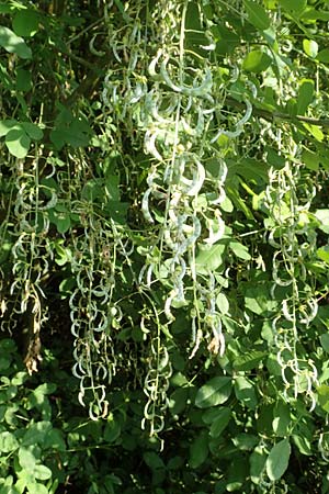 Laburnum alpinum \ Alpen-Goldregen / Alpine Golden Chain, Scottish Golden Chain, D Wurmlingen 9.6.2016