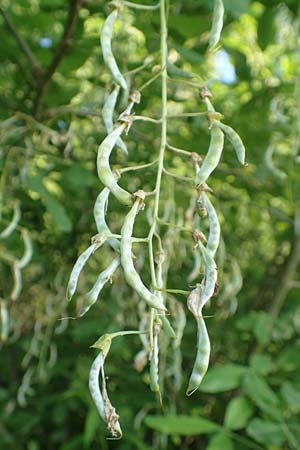 Laburnum alpinum \ Alpen-Goldregen / Alpine Golden Chain, Scottish Golden Chain, D Wurmlingen 9.6.2016