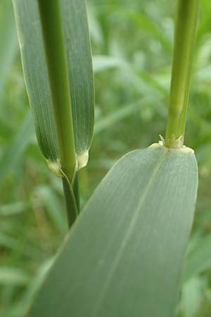 Calamagrostis epigejos \ Land-Reitgras / Wood Small Reed, D Schwarzwald/Black-Forest, Unterstmatt 4.8.2016