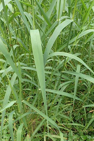 Calamagrostis epigejos \ Land-Reitgras / Wood Small Reed, D Schwarzwald/Black-Forest, Unterstmatt 4.8.2016