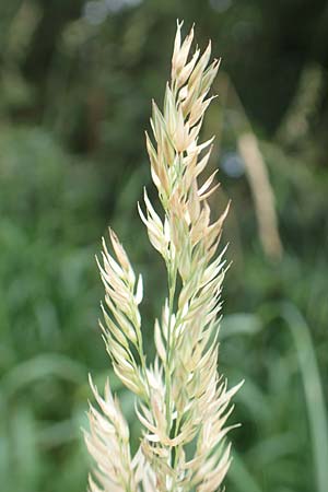 Calamagrostis epigejos \ Land-Reitgras / Wood Small Reed, D Schwarzwald/Black-Forest, Unterstmatt 4.8.2016