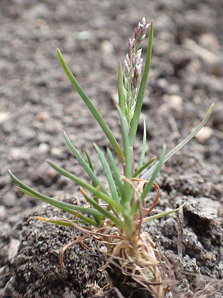 Poa infirma \ Frhlings-Rispengras / Early Meadow Grass, Weak Blue Grass, D Mannheim 29.3.2017