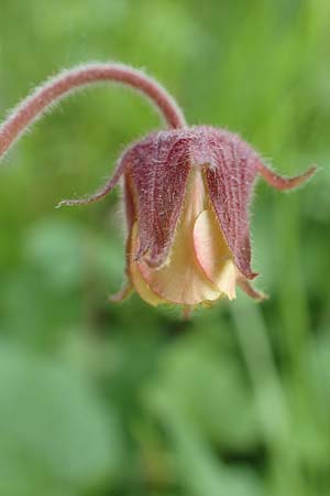 Geum rivale \ Bach-Nelkenwurz / Water Avens, D Kämpfelbach 29.4.2017