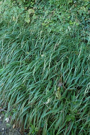 Brachypodium sylvaticum \ Wald-Zwenke / False Brome, D Weinheim an der Bergstraße 14.10.2017