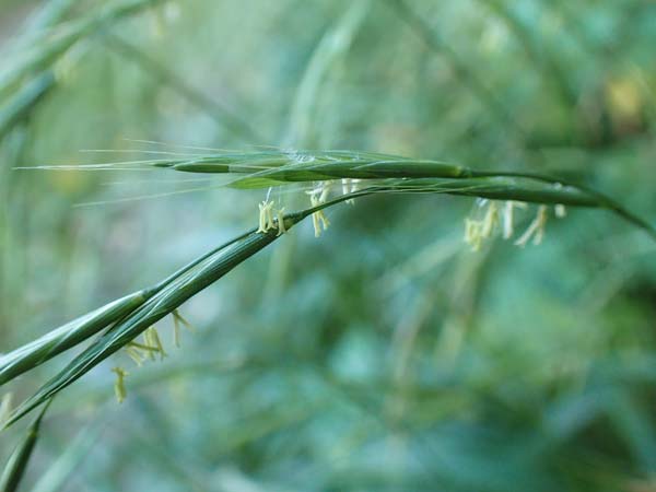 Brachypodium sylvaticum \ Wald-Zwenke / False Brome, D Weinheim an der Bergstraße 14.10.2017