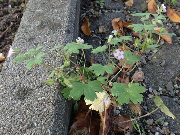 Geranium rotundifolium \ Rundblättriger Storchschnabel / Round-Leaved Crane's-Bill, D Mannheim 16.10.2017