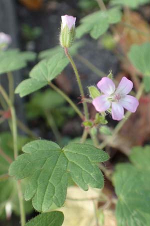 Geranium rotundifolium / Round-Leaved Crane's-Bill, D Mannheim 16.10.2017