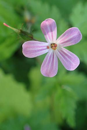 Geranium robertianum \ Stinkender Storchschnabel, Ruprechtskraut / Herb Robert, D Aachen 24.5.2018