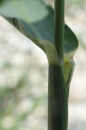 Setaria verticilliformis \ Zweifelhafte Borstenhirse, Kurzborsten-Borstenhirse, D Konstanz 6.6.2018