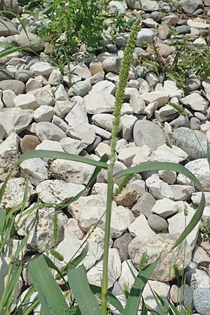 Setaria verticilliformis / Barbed Bristle Grass, D Konstanz 6.6.2018