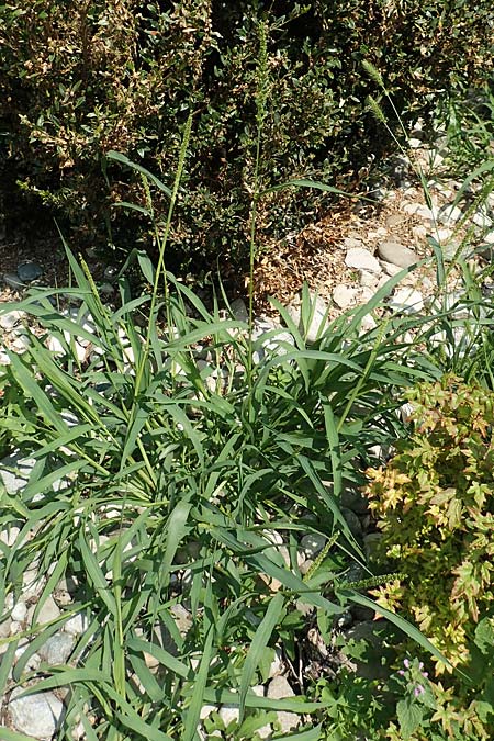 Setaria verticilliformis \ Zweifelhafte Borstenhirse, Kurzborsten-Borstenhirse / Barbed Bristle Grass, D Konstanz 6.6.2018