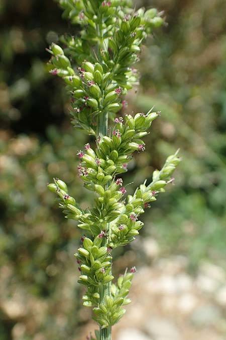 Setaria verticilliformis \ Zweifelhafte Borstenhirse, Kurzborsten-Borstenhirse, D Konstanz 6.6.2018