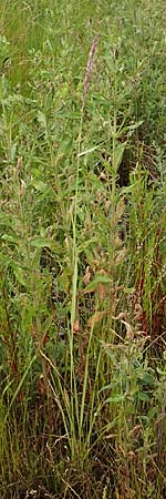 Calamagrostis epigejos \ Land-Reitgras / Wood Small Reed, D Waltrop 14.6.2018