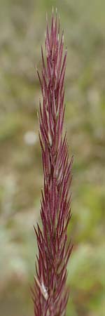 Calamagrostis epigejos \ Land-Reitgras / Wood Small Reed, D Waltrop 14.6.2018