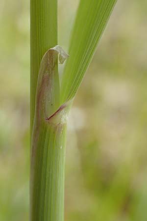 Calamagrostis epigejos \ Land-Reitgras / Wood Small Reed, D Waltrop 14.6.2018