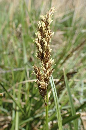 Carex paniculata / Greater Tussock Sedge, D Schwaigen-Hinterbraunau 2.5.2019