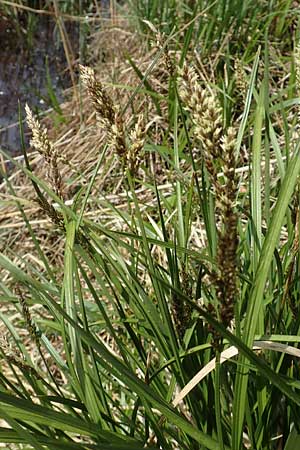 Carex paniculata / Greater Tussock Sedge, D Schwaigen-Hinterbraunau 2.5.2019