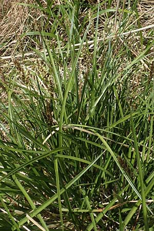 Carex paniculata \ Rispen-Segge / Greater Tussock Sedge, D Schwaigen-Hinterbraunau 2.5.2019