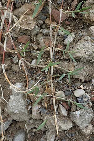 Cynodon dactylon \ Hundszahn-Gras / Bermuda Grass, Cocksfoot Grass, D Mannheim 26.4.2022