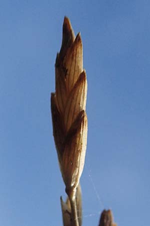 Glyceria maxima \ Wasser-Schwaden / Reed Manna Grass, Reed Sweet Grass, D Römerberg 30.8.2022