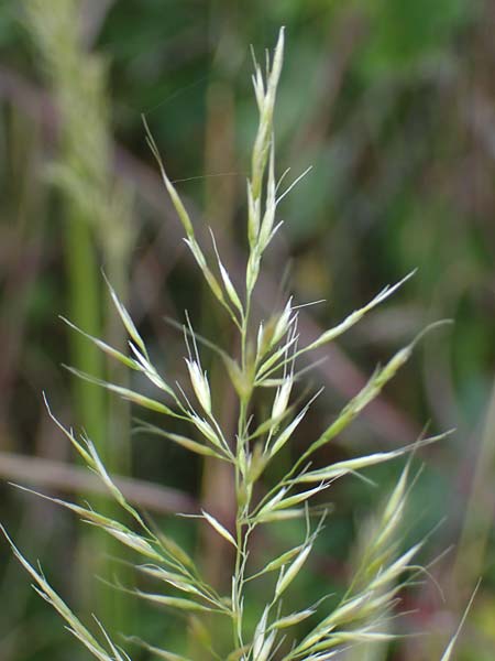 Trisetum flavescens \ Wiesen-Goldhafer / Golden Oat Grass, Yellow Oat Grass, D Thüringen, Bottendorf 13.6.2023