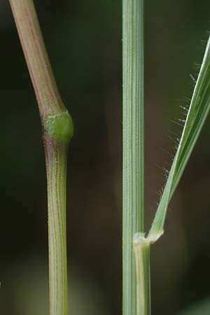 Trisetum flavescens \ Wiesen-Goldhafer, D Thüringen, Bottendorf 13.6.2023