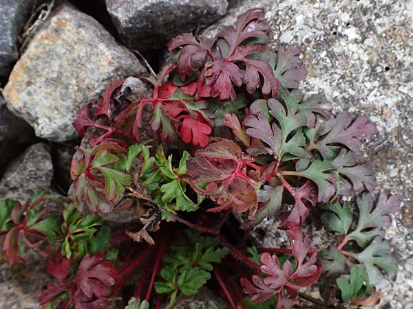 Geranium robertianum \ Stinkender Storchschnabel, Ruprechtskraut / Herb Robert, D Mannheim 3.4.2026