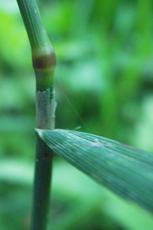 Poa trivialis \ Gewhnliches Rispengras / Rough Blue Grass, D Eberbach 23.7.2012