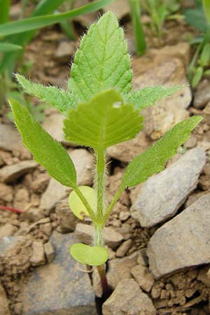 Galeopsis segetum / Downy Hemp-Nettle, D Gladenbach 16.5.2015