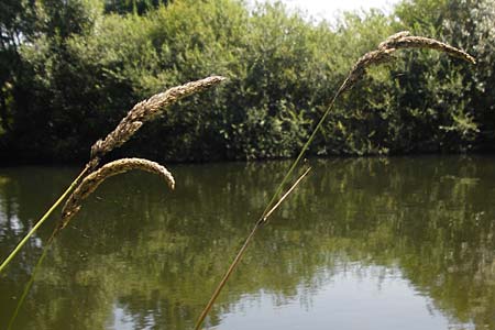 Phalaris arundinacea \ Rohr-Glanzgras / Red Canary Grass, D Runkel an der Lahn 1.8.2015