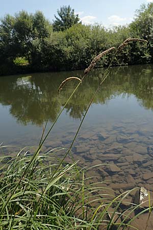 Phalaris arundinacea \ Rohr-Glanzgras, D Runkel an der Lahn 1.8.2015