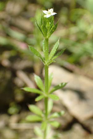 Galium spurium / False Cleavers, D Tiefenbronn 26.6.2016