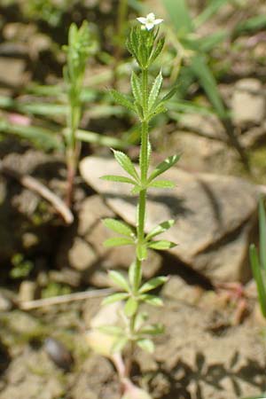 Galium spurium \ Kleinfrchtiges Kletten-Labkraut / False Cleavers, D Tiefenbronn 26.6.2016