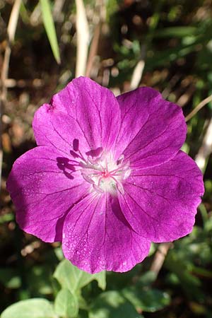 Geranium sanguineum \ Blut-Storchschnabel, Blutroter Storchschnabel, D Weinheim an der Bergstraße 14.10.2017