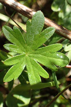 Geranium sanguineum / Bloody Crane's-Bill, D Weinheim an der Bergstraße 14.10.2017