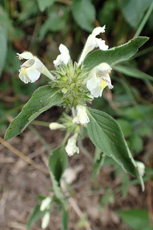 Galeopsis segetum \ Saat-Hohlzahn, D Eifel, Herhahn 9.7.2018