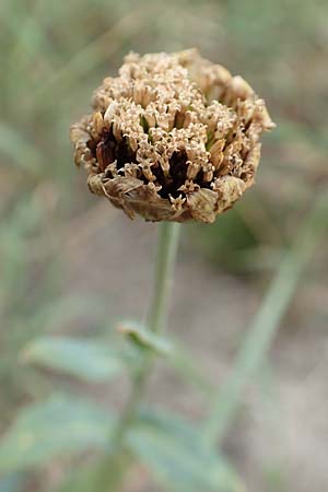 Glebionis segetum \ Saat-Wucherblume, Saat-Goldblume, D Celle 24.8.2018