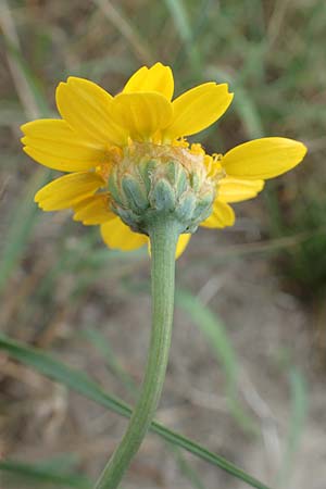 Glebionis segetum \ Saat-Wucherblume, Saat-Goldblume, D Celle 24.8.2018