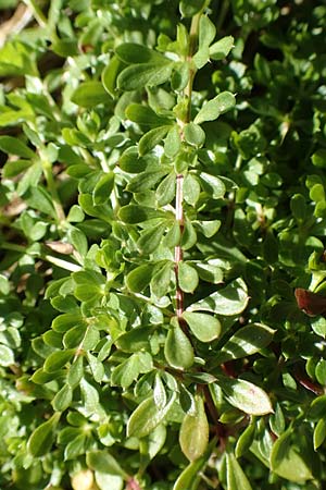 Galium saxatile \ Felsen-Labkraut, Harzer Labkraut, D Schwarzwald, Hornisgrinde 4.9.2019