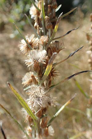 Gnaphalium sylvaticum \ Wald-Ruhrkraut, D Mehlinger Heide 10.9.2019