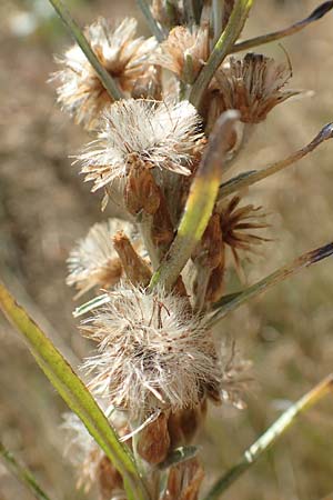 Gnaphalium sylvaticum \ Wald-Ruhrkraut / Heath Cudweed, D Mehlinger Heide 10.9.2019