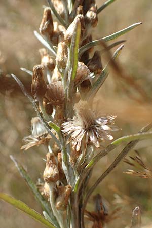 Gnaphalium sylvaticum \ Wald-Ruhrkraut / Heath Cudweed, D Mehlinger Heide 10.9.2019