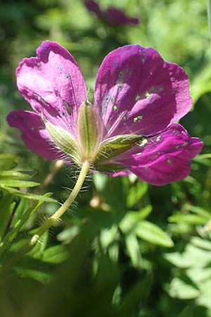 Geranium sanguineum \ Blut-Storchschnabel, Blutroter Storchschnabel / Bloody Crane's-Bill, D Schriesheim 19.5.2020