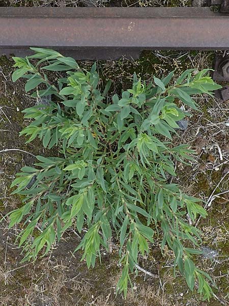 Gypsophila scorzonerifolia \ Schwarzwurzel-Gipskraut, D Mannheim 22.5.2021