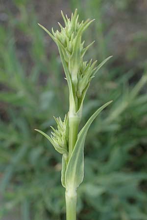 Gypsophila scorzonerifolia \ Schwarzwurzel-Gipskraut, D Mannheim 5.6.2021