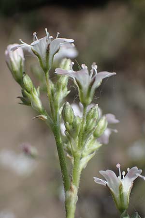 Gypsophila scorzonerifolia \ Schwarzwurzel-Gipskraut, D Mannheim 19.6.2021