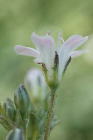 Gypsophila scorzonerifolia \ Schwarzwurzel-Gipskraut, D Mannheim 19.6.2021