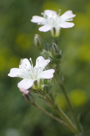 Gypsophila scorzonerifolia \ Schwarzwurzel-Gipskraut / Garden Baby's Breath, D Mannheim 19.6.2021