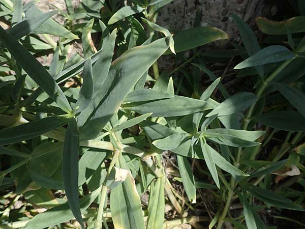 Gypsophila scorzonerifolia \ Schwarzwurzel-Gipskraut / Garden Baby's Breath, D Mannheim 10.7.2021