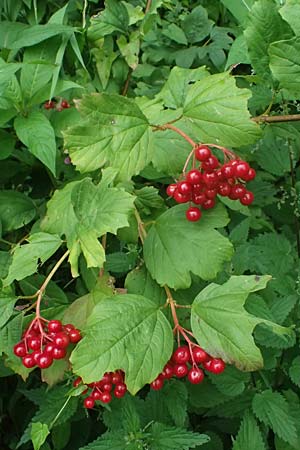 Viburnum opulus \ Gewhnlicher Schneeball, Wasser-Schneeball / Guelder Rose, Highbush Cranberry, D Mudau 15.8.2023